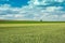 Green wheat field, lonely tree and clouds in the sky