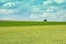 Green wheat field, lonely tree and clouds in the sky