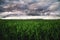 Green wheat field with low clouds and dramatic clouds after sunset. Rich contrast