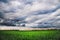 Green wheat field with low clouds and dramatic clouds after sunset. Rich contrast