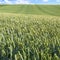 green wheat field in Picardy region of France
