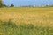 Green wheat field. Rural early summer landscape. Yellow flowers of a wild Crown daisy. Construction site on distance horizon