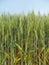 Green wheat field with stalks and grain heads