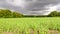 Green wheat field in sunlight, dramatic cloudy sky