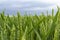 Green wheat field at sunny day