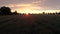 Green wheat field at sunset, aerial view