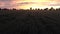 Green wheat field at sunset, aerial view