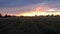 Green wheat field at sunset, aerial view