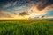 Green wheat field , sunset shot