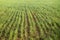 Green wheat field swaying in the breeze