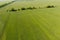 Green wheat in the field, top view with a drone. Texture of whea
