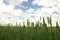 Green wheat field under sky, closeup. Agricultural industry