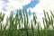 Green wheat field under sky, closeup. Agricultural industry