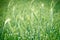 Green wheat field - unripe wheat