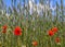 Green wheat field with vibrant poppies against the background of a blue sky.