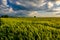 Green wheat field in warm sunshine under dramatic sky, fresh vibrant colors