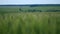 Green wheat field on windy day. Modern agriculture.