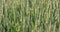 green wheat field in windy weather, green wheat