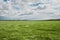 Green wheat fields