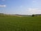 Green wheat fields in an English landscape in springtime