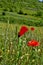 Green Wheat fields and Little Poppy Flowers at Autumn.