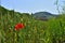 Green Wheat fields and Little Poppy Flowers at Autumn.