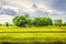 Green Wheat flied with tree and blue sky, rural countryside