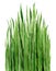 Green wheat grass. Watercolour plant. Botanical illustration on white background.