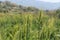 Green wheat growing in a field