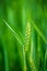 Green Wheat Head in Cultivated Agricultural Field