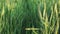 Green Wheat Heads in Cultivated Agricultural Field