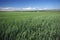 Green wheat landscape