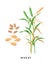 Green wheat plant and ripe wheat crop, cereal grass and grains - vector botanical illustration in flat design isolated