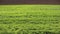 green wheat plants in the field during spring ripening and in th