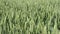 Green wheat plants waving in the wind