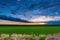 Green wheat seedling field in sunset