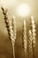 Green wheat spike