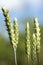 Green wheat spike