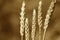 Green wheat spike, sepia image