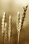 Green wheat spike, sepia image