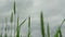 Green wheat spikes wave in light wind under grey sky closeup
