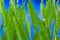 Green Wheat Sprouts against blue sky