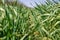 Green wheat sprouts close-up, wheatgrass