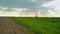 Green Wheat Sprouts Field and Arable Land in Agricultural cultivated field,