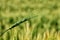 A green wheat stalk in front of wheat field.