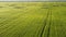 Green wheat stems grow on huge field on summer day