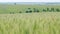 Green wheat swaying in wind. Ears of green wheat on field farmland.