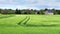 Green wheat swaying with the wind; panned shot of beautiful natural wheat field