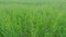 Green wheat swaying in the wind. Wheat ear in grain field. Ripening ears of wheat field. Ripe stakes field. Slow motion.