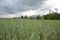 Green wheat (Triticum) field on blue sky in springtime. Close up of unripe wheat ears. Slovakia